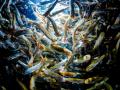 Salmones chum juveniles