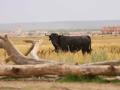 La ganadería brava más antigua de España, ‘El Raso de Portillo’, fue reconocida con el Premio Castilla y León de Tauromaquia en 2025