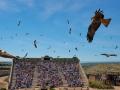 Espectáculo 'Cetrería de Reyes' en Puy du Fou Toledo