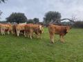Ganadería extensiva bovina en la provincia de Salamanca