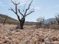 Campo de almendros en Jumilla (Murcia)