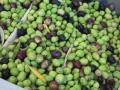 Aceitunas