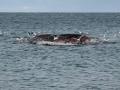 La ballena 'Timmy'