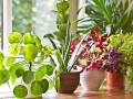 Varias plantas en el interior de una casa