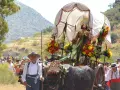 La Virgen de la Cabeza tirada por bueyes desde hace siglos