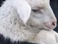 Los musulmanes suelen sacrificar un cordero para el Eid el Adha