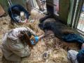 Imagen de la intervención realizada en Bioparc Valencia