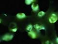 Polipos de Corallizoanthus aureus fotografiado después de inducir la bioluminiscencia