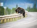 Imagen de archivo de un oso saltando un guardarraíl
