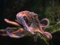 Pulpo común