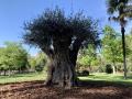 Un olivo de 627 años se convierte en el árbol más ‘anciano’ de El Retiro