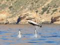 Imagen de cetáceos avistados en Alicante