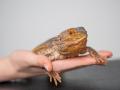 Una iguana como mascota