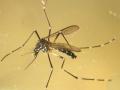 Mosquito tigre