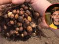Imagen de la chufa, el superalimento de la huerta valenciana y arriba a la derecha, Ferran Torres