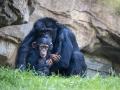 Imagen de  chimpancés Moreno y Ekon en la selva ecuatorial de Bioparc Valencia