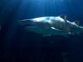 Imagen de un tiburón toro en Bioparc  Acuario de Gijón