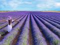 Campos de Lavanda, Brihuega, Guadalajara, España