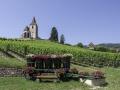 Iglesia y viñedos en la Ruta del Vino de Alsacia (Francia)