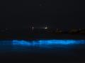 Mar de Ardora en la playa de A Lanzada, a 15 de julio de 2026, en Pontevedra, Galicia (España). El Mar de Ardora es un fenómeno natural en el que el agua del mar brilla con un tono azulado en la oscuridad de la noche. Este espectáculo se debe a microorganismos bioluminiscentes, específicamente el dinoflagelado Noctiluca Scintillans y otras especies de microalgas, donde los organismos emiten luz como resultado de reacciones químicas internas, creando el efecto luminoso característico en el agua. Cuando hay una alta densidad de microalgas y el agua se agita, se produce esta reacción que genera el brillo azul, una reacción similar a la que ocurre en las luciérnagas terrestres.

Elena Fernández / Europa Press
15/7/2026