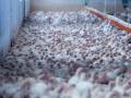 Una granja de engorde de pollos, en una imagen de recurso