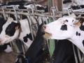 Granja de vacuno de leche en la provincia de Sevilla, en España