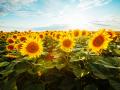 Bright yellow sunflowers glow in the sunlight. Location place of Ukraine, Europe. Blooming field closeup. Photo of ecology concept. Perfect natural wallpaper background. Discover the beauty of earth.