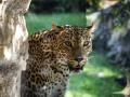 Imagen de una hembra de leopardo tomada en Bioparc Valencia
