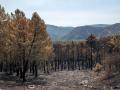Terreno quemado por el incendio forestal, a 23 de julio de 2026, en La Mierla