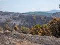 Terreno quemado por el incendio forestal en La Mierla, Guadalajara