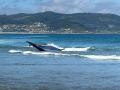 Una ballena aparece varada en una playa de A Coruña y tiene que ser remolcada mar adentro
REMITIDA / HANDOUT por SALVAMENTO MARÍTIMO
Fotografía remitida a medios de comunicación exclusivamente para ilustrar la noticia a la que hace referencia la imagen, y citando la procedencia de la imagen en la firma
27/7/2026
