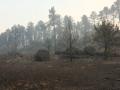 El incendio forestal de Burgohondo (Ávila) calcinó ya alrededor de 50.000 hectáreas