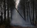Humo alrededor de pinos quemados durante un incendio forestal que se extiende por Marcheprime, en el suroeste de Francia