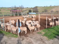 El Santuario Vegan en Cadalso de los Vidrios