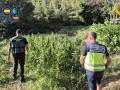 Imagen de la plantación de marihuana intervenida
