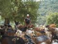 Un pueblo de Málaga ampliará los ejemplares de cabras por su buen hacer en el monte
