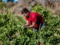 Un trabajador recogiendo uvas.