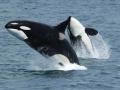 Tras el último hundimiento, un biólogo aclara si las orcas son un peligro para las personas en Galicia