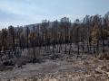 (Foto de ARCHIVO)
Terreno quemado por el incendio forestal, a 23 de julio de 2026, en La Mierla