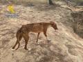 Uno de los perros maltratados hallados por la Guardia Civil en una finca en Ibiza.