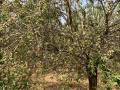 Almendros