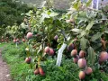 Plantaciones de mangos en la Costa Tropical