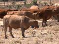 Vacas con collares de vallado virtual.

REMITIDA / HANDOUT por DIPUTACIÓN
Fotografía remitida a medios de comunicación exclusivamente para ilustrar la noticia a la que hace referencia la imagen, y citando la procedencia de la imagen en la firma
11/8/2026