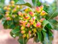 Macro closeup of cluster of pink red yellow pistachio tree nuts branch during sunny summer day Alamogordo town in New Mexico