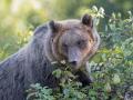 Imagen de un oso pardo en busca de fruta