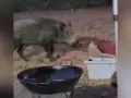 La jabalina Sofía momentos antes de robar el pulpo