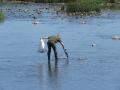 Aparición de aves muertas en la ría de San Martín, en Suances