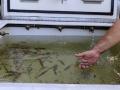 Rescate peces del río Gafos

EUROPA PRESS
18/8/2026