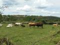 Terneras en las comarcas zamoranas de Aliste, Sayago y Sanabria