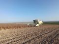 Plantación de cereal